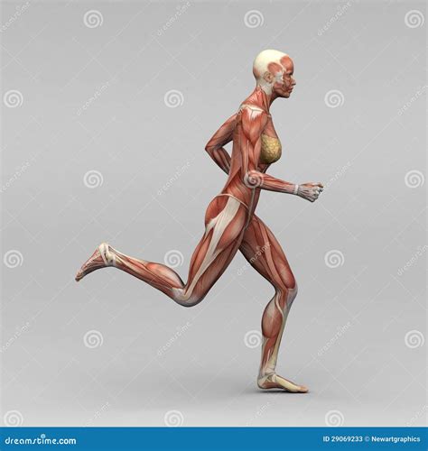 Female Human Anatomy And Muscles Stock Illustration Illustration Of