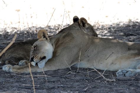 Beasts Of Botswana Lions Venturesome Overland