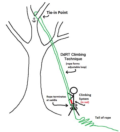 Tree Climbing Basics Educated