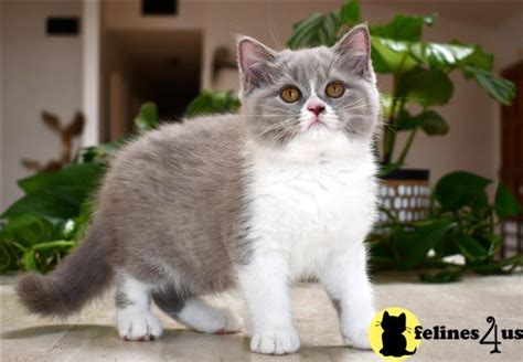 British Shorthair Kitten For Sale Lilac Bicolor Girl 2 Yrs And 5 Mths Old