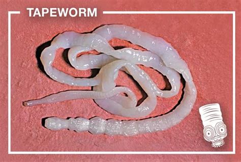 Types Of Worms In Cats What Kind Of Worms Do Cats Get Fluffy Kitty