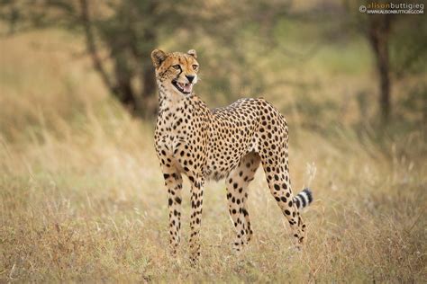 Chirping Cheetah Alison Buttigieg Wildlife Photography