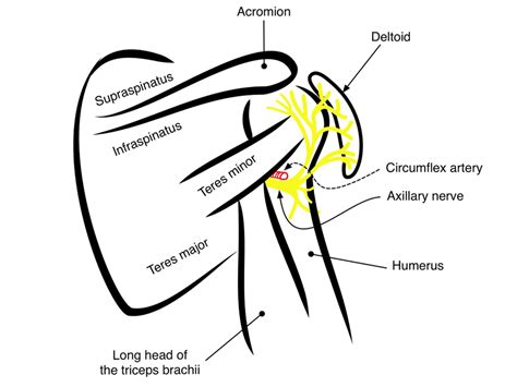 Axillary Nerve Delt — Highland Em Ultrasound Fueled Pain Management