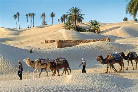 Randonnée Avec Chameau Tunisie Oasis Et Dunes Du Grand Erg Oriental