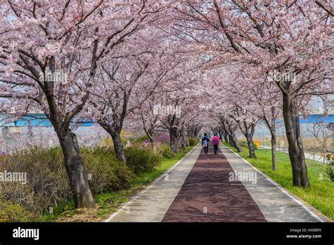 Spring Pink Cherry Blossom Tree And Walk Path In Busan South Korea