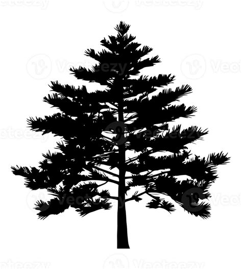 Pine Tree Silhouette 31113582 Png