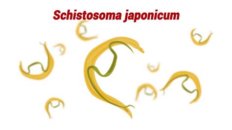 Schistosomiasis Schistosoma Japonicum Animated Video Presentation