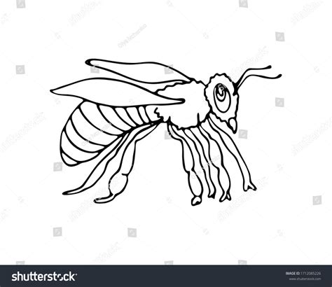 Hand Drawn Honey Bee Stylized Insect Stock Vector Royalty Free