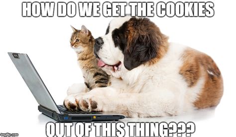 Dog And Cat Computer Imgflip