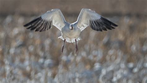 Snow Goose Head On Alan And Julie Walker Photography