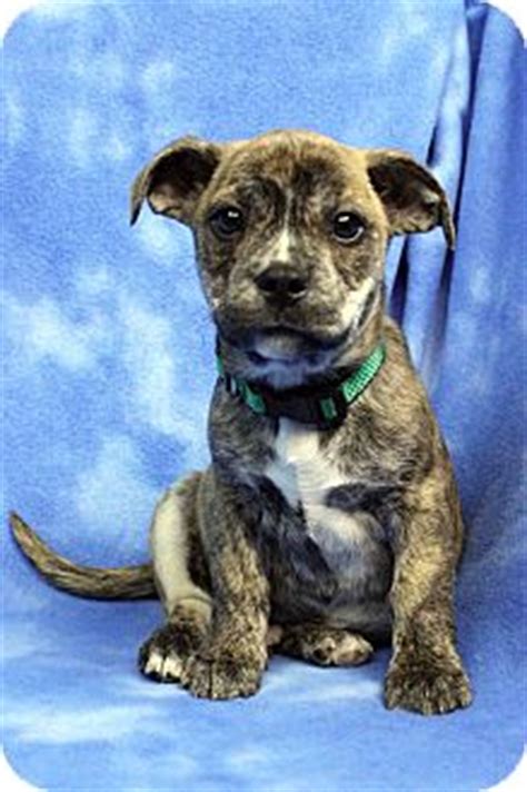 Puppies available in exciting colors. Westminster, CO - Boxer/Boston Terrier Mix. Meet Baxter a ...