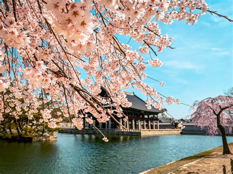 10 Secret Spots To See Cherry Blossoms In Seoul In Total Peace Travel