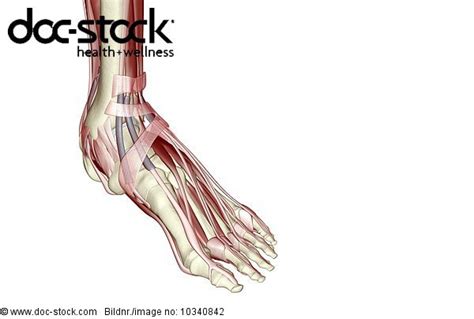 An Anterolateral View Right Side Of The Muscles Of The Foot