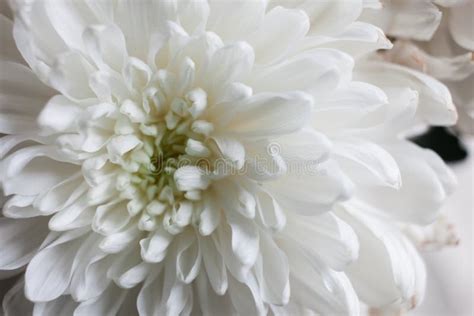 White Chrysanthemum As Background The White Chrysanthemum Flower