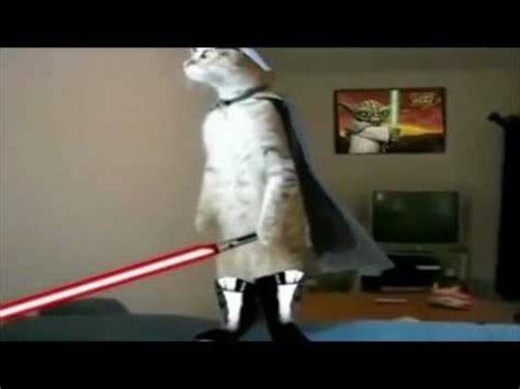 We did not find results for: Jedi cats fights compy star wars - YouTube