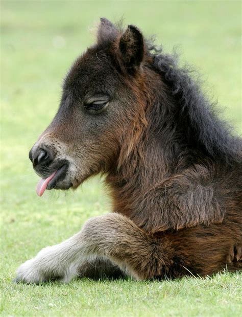 13 Baby Horses You Wont Believe Are Real