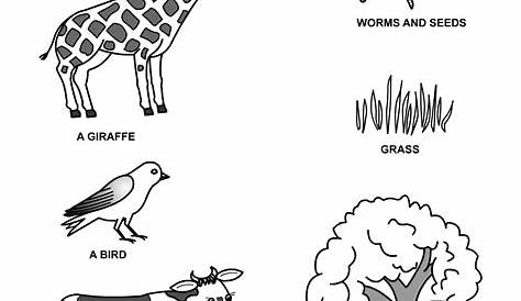 mammal worksheet for kindergarten