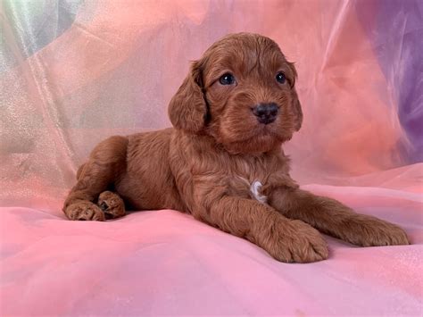 Dark Red Cockapoo Puppies For Sale Professional Breeders