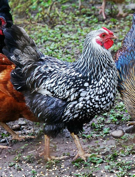 Silver Laced Wyandotte Poultry Breeds Rare Chicken Breeds Rooster