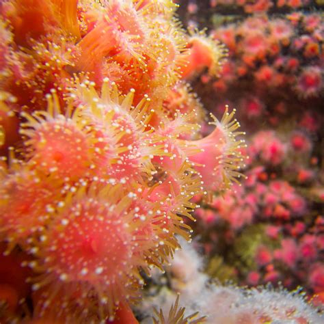 Pink Sea Anemone Monterey Bay Aquarium One Of My Personal Flickr