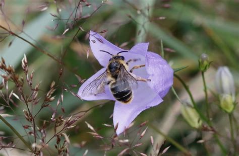 The North East Bee Hunt Summer Highlights Natural History Society Of