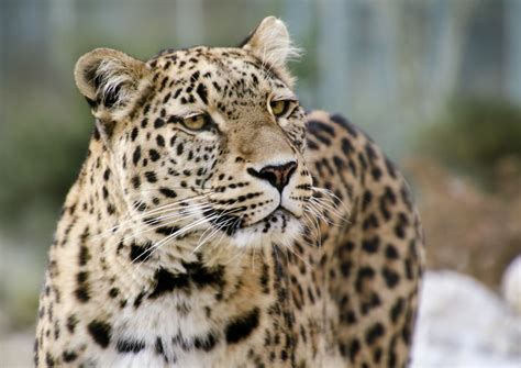 Fotos Gratis Ver Fauna Silvestre Zoo Retrato Cerca Leopardo