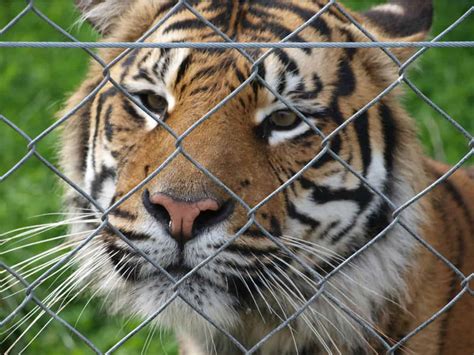 More Tigers Now Live In Peoples Backyards Than In The Wild