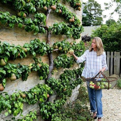 Espalier Shaped Fruit Trees Vertical Garden Garden Design Fruit