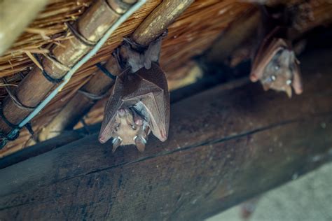 Bats In Attic Xceptional Wildlife Removal