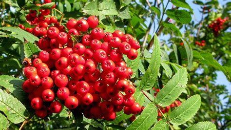We did not find results for: Are Rowan Tree Berries Poisonous?
