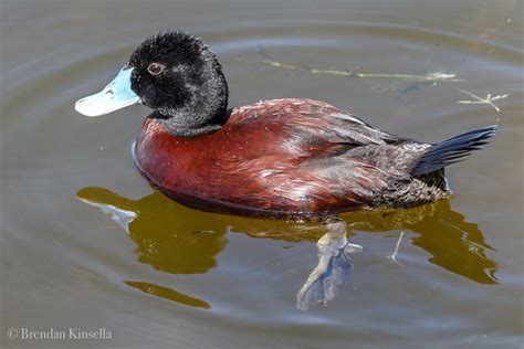 Blue Billed Duck Oxyura Australis At Lake Joondalup In T Flickr