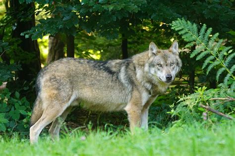Le Loup Un Animal De Nos Forêts Entre Légendes Et Histoire Ecotree