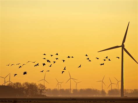 Do Wind Turbines Kill Birds How Statistics Prevention Unianimal