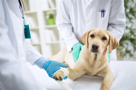 Veterinary Surgeon Treating Dog In Surgery Franktown Animal Clinic