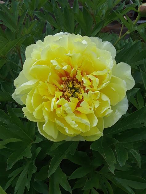 Seamless pattern flowers leaves abstract doodle hand drawn lines scandinavian style white black background. Yellow peony : gardening