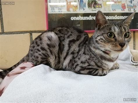 Gelöste rätsel von professor hershel layton. Meldung-Nr. 194'432: Vermisst Katze in 8604 Volketswil