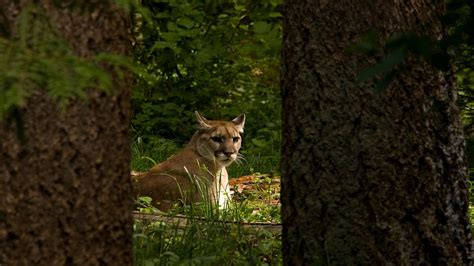 Cougars Are Ambushing And Killing Wolves—and No One Knows Why