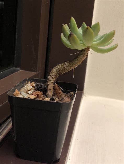 Succulent With Woody Stem