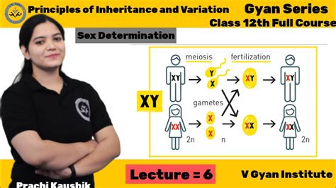 Principles Of Inheritance And Variation Sex Determination Ch 5 Le 6 Class 12th Gyan