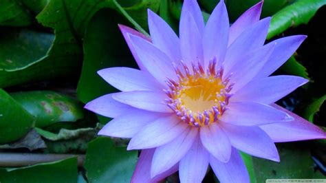 Download Cape Blue Water Lily Wallpaper 1920x1080