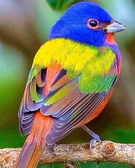 Beautiful Painted Buntings Are Colorful Birds That Perfectly Live Up To