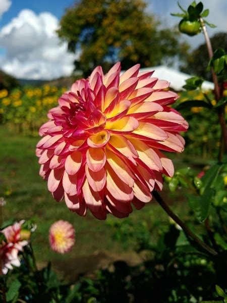 M Varieties Colorado Dahlia Society