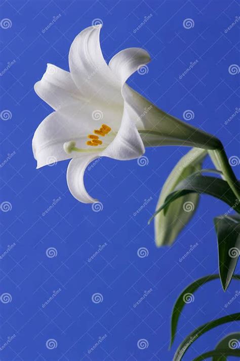 Easter Lily Stock Photo Image Of Christian Lily Holy 4445138