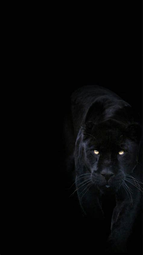 Multiple sizes available for all screen sizes. Aesthetic Animals Wallpapers - Top Free Aesthetic Animals ...