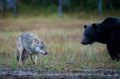 Bear Vs Wolf By Trond Westby Photo 13595997 500px