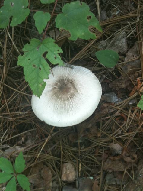 White Mushrooms Id Mushroom Hunting And Identification Shroomery