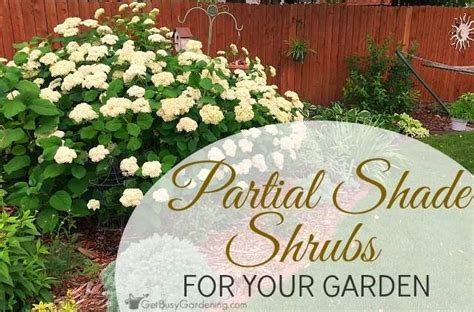 Partial Shade Shrubs For Your Garden Small Garden Shrubs Garden
