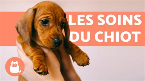 Comment Soccuper Dun Chiot 🐶 Guide Complet Youtube