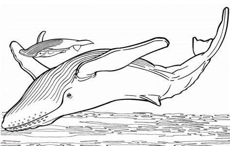 Whale Coloring Pages For Preschool Preschool And