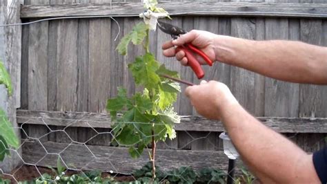 How To Prune A Grape Vine In A Greenhouse Verifica Ahora